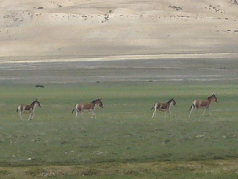 Travel - India - Ladakh - Tso Moriri Trip - Tso Kar and back to Leh